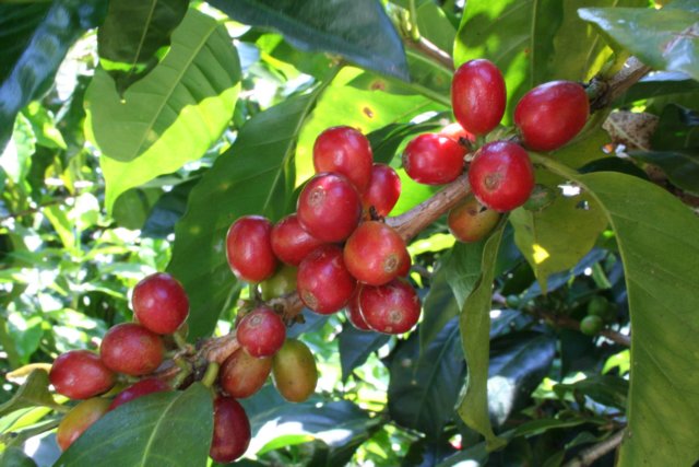 ripe red coffee cherries